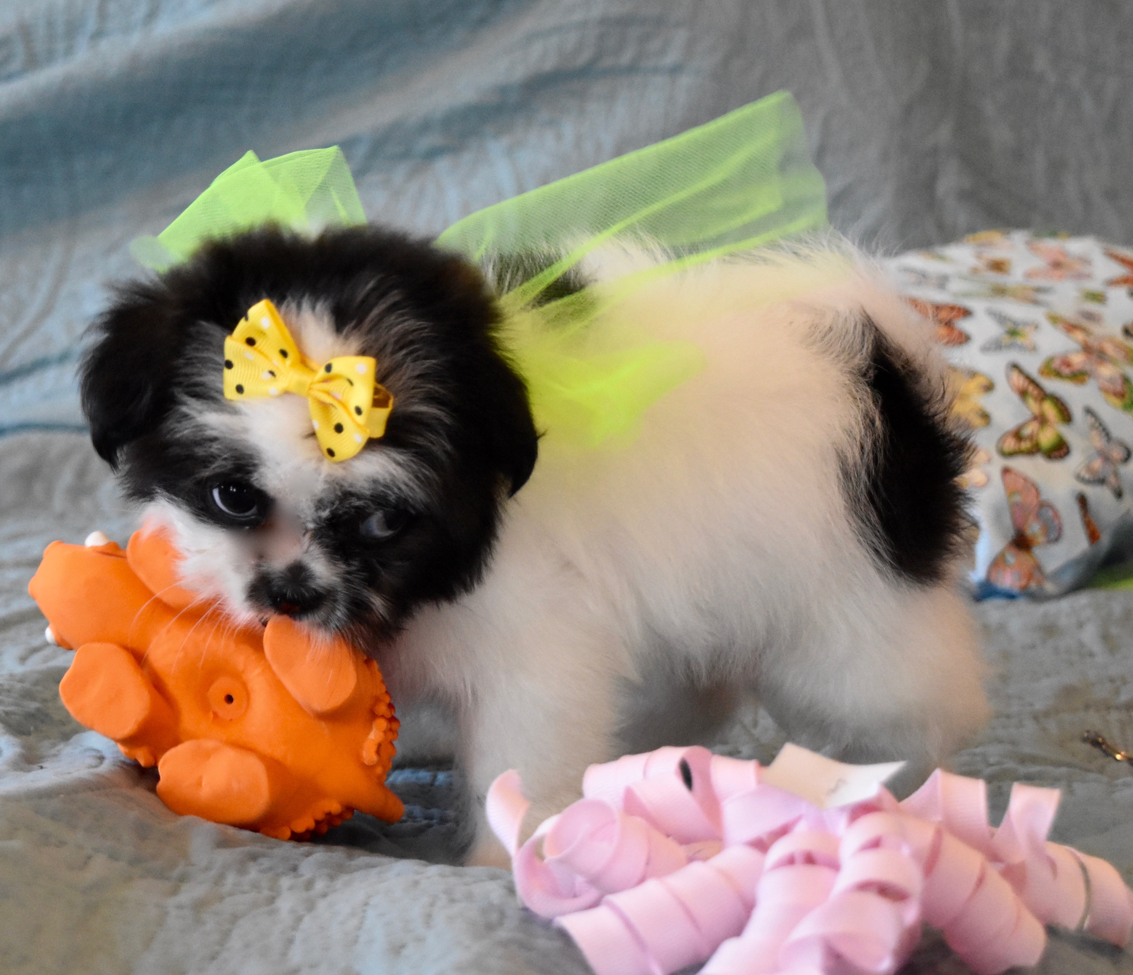 Teacup Puppies DallasFort Worth DFW Texas TexasTeaCupPuppy