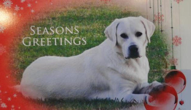 We Love Our White Lab Bear!