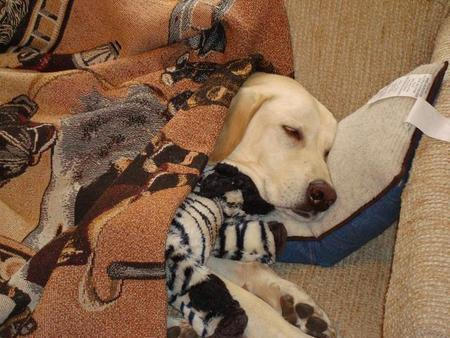 Storm the Search Dog