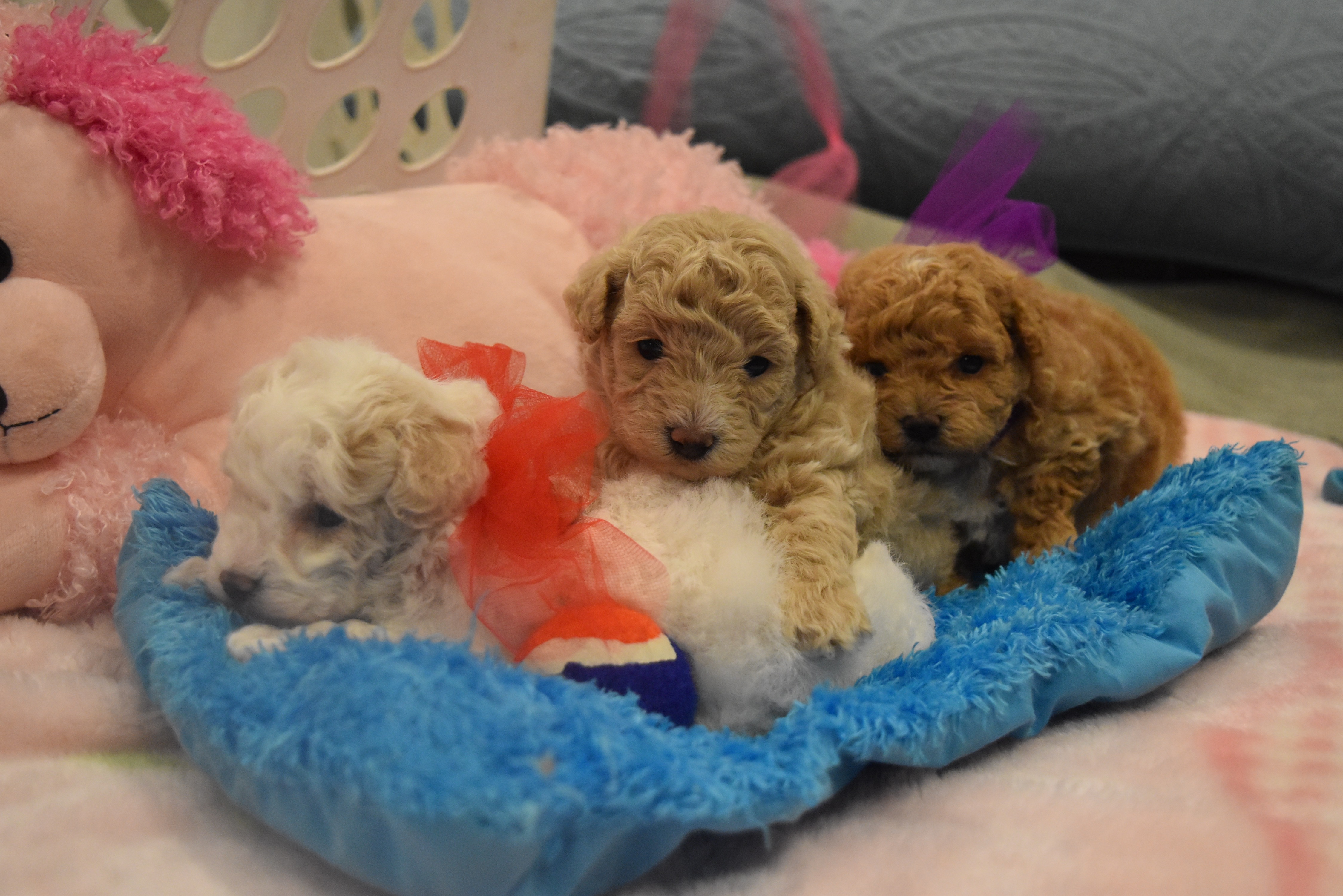 Teacup Puppies DallasFort Worth DFW Texas TexasTeaCupPuppy