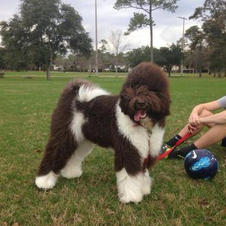 Doodles in the Park