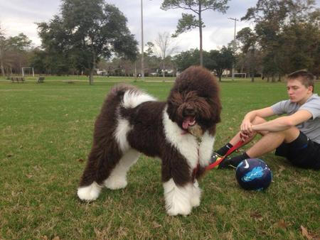 Doodles in the Park