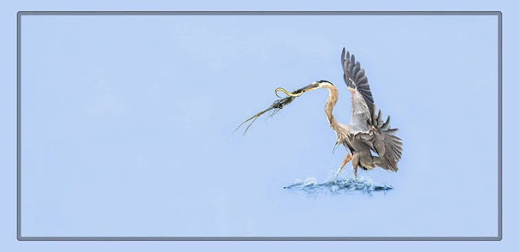 Shiela 2nd place wildlife Picture1.jpg