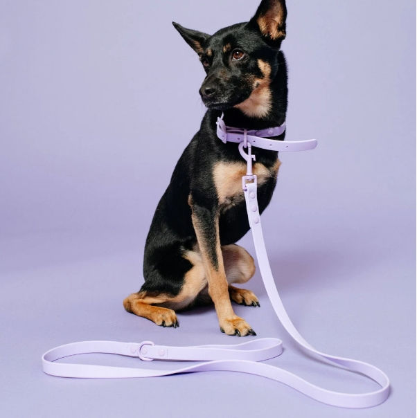 Thumbnail: Frenchie Waterproof Dog Leash – Violet, Durable & Easy-Clean (One Size)