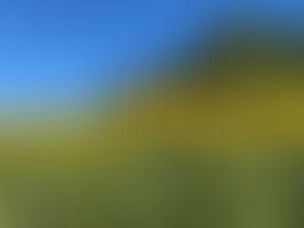 向日葵開花状況~