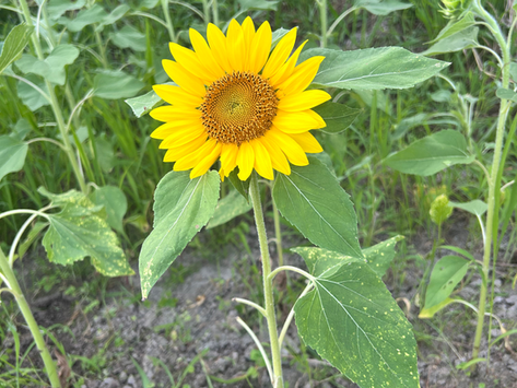 ~向日葵🌻現在の状況~