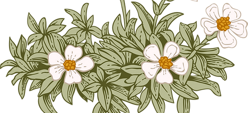 Botany _edited.png