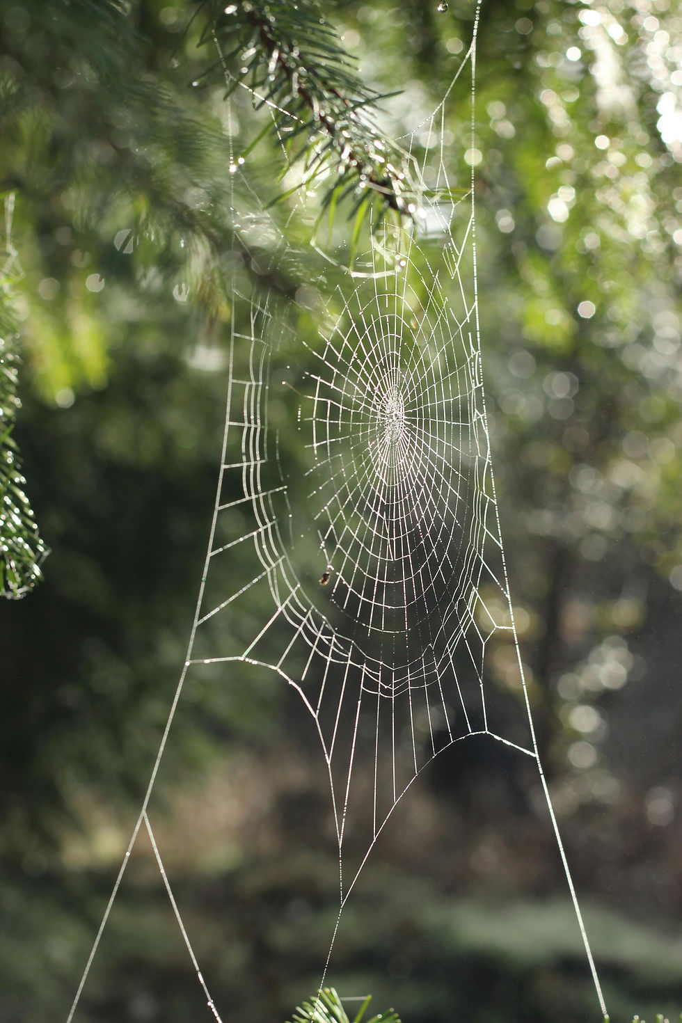 Spiderweb in a tree with beads of dew on the web