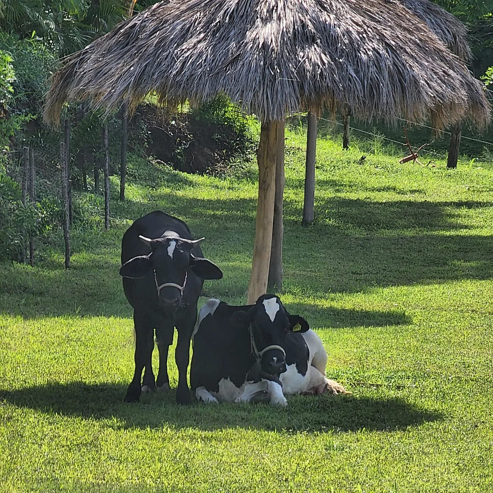 CTL pampered cows