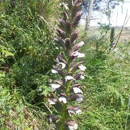 spiga di acanto in fiore