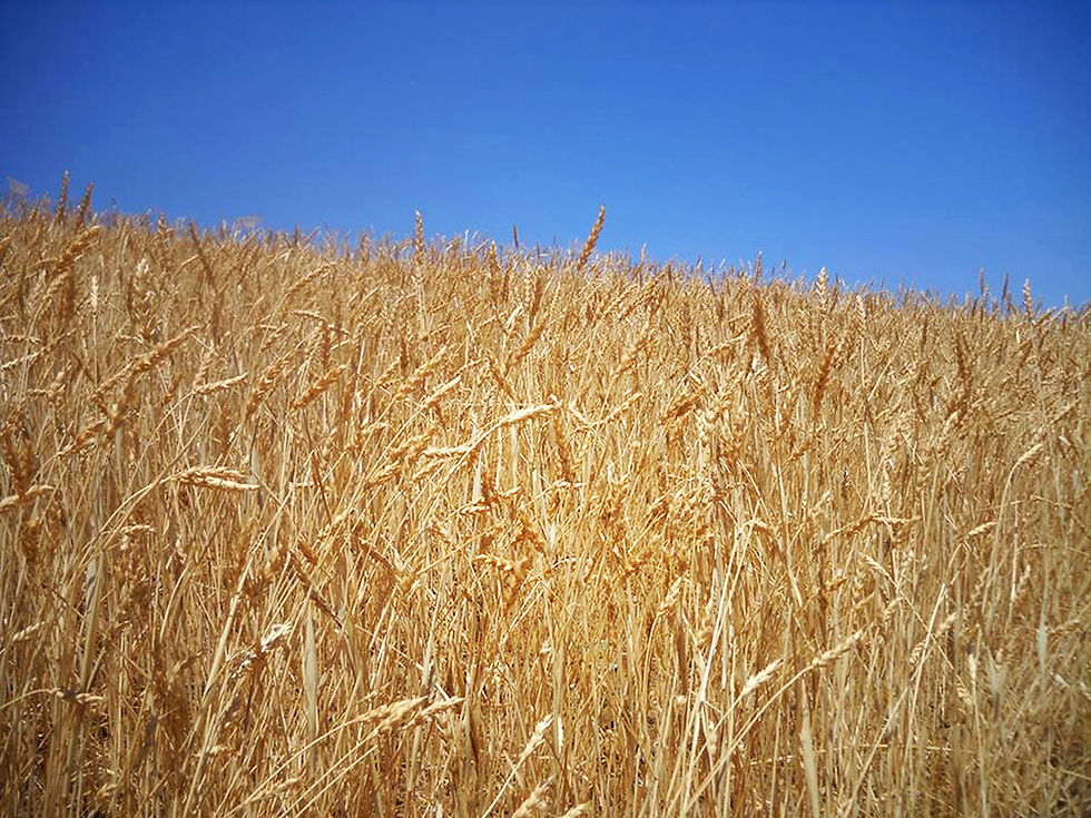 Thumbnail: Farina di Maiorca  Bio molita a pietra tipo 2 conf. 25 Kg
