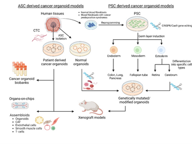 Organoids: Revolutionizing Cancer Modelling and Paving the Way for Advanced Cancer Therapies