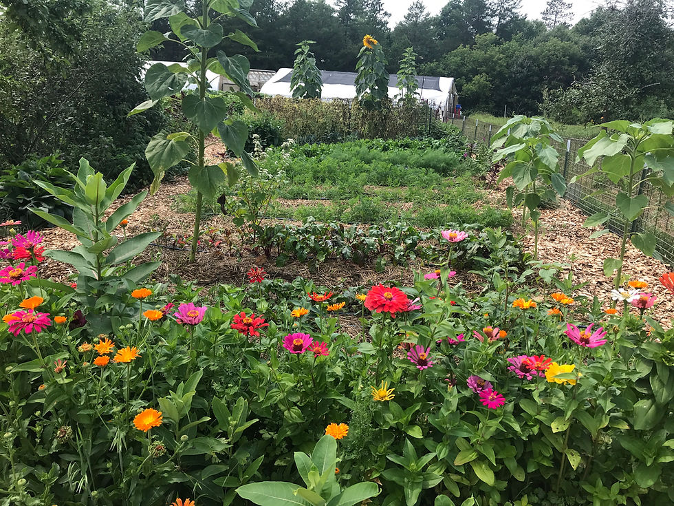 August Open Garden