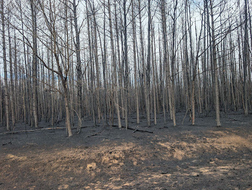Fire Has Its Season, But Managing Even Better