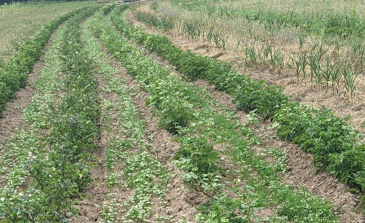 Curving rows of potato plants with cover crop in between in a field.