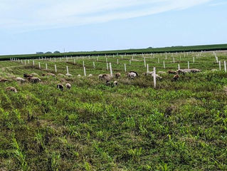 Impact of Farmer-to-Farmer Networking