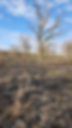 Foreground show black earth resulting from fire with trees in the background.