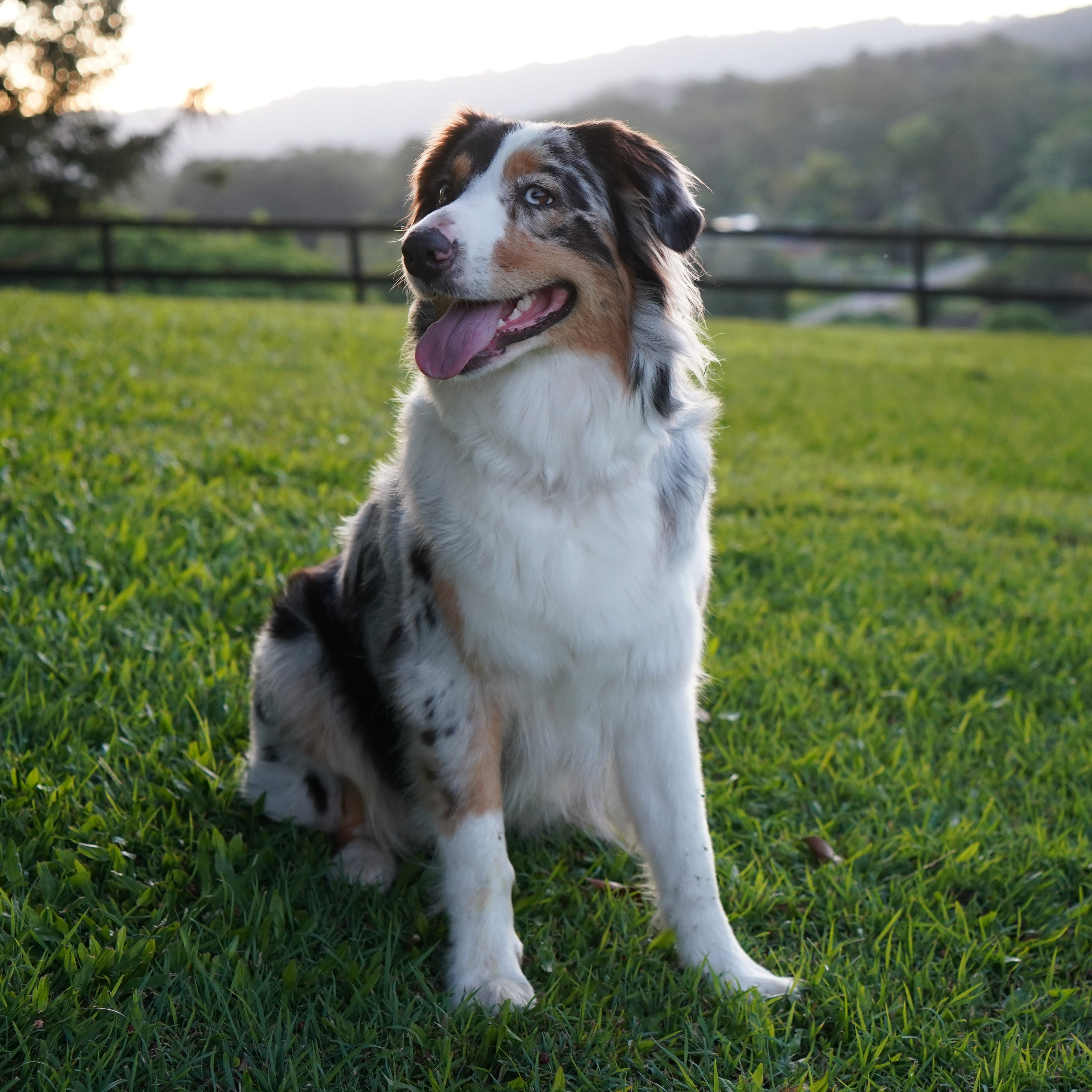 AdventurAus Australian Shepherds logo
