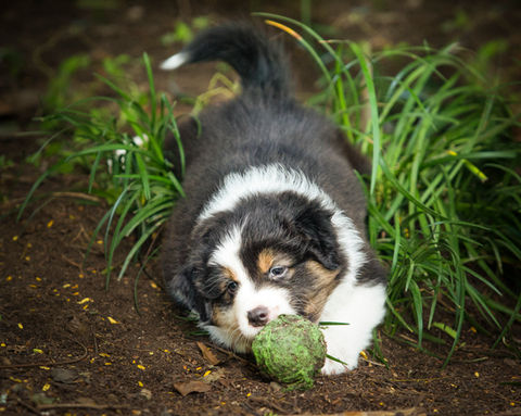 BlackTri-colour Australian Shepherd puppy Brisbane Australia
