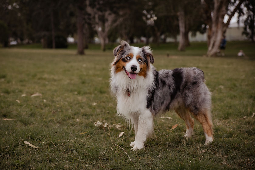 Blue merle Australian Shepherd.