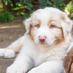 Ruby red merle Australian Shepherd puppy