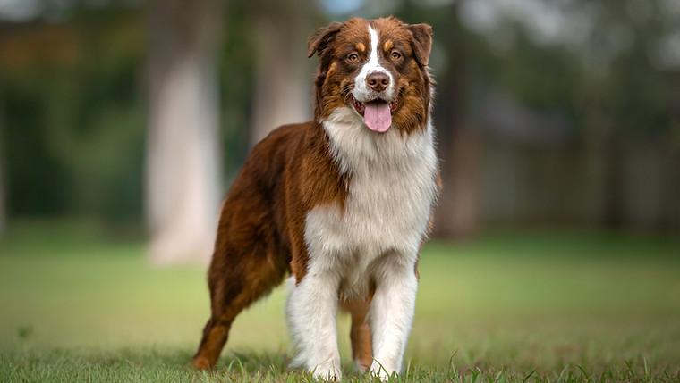 Bandit red tri colour Australian Shepherd stud Brisbane