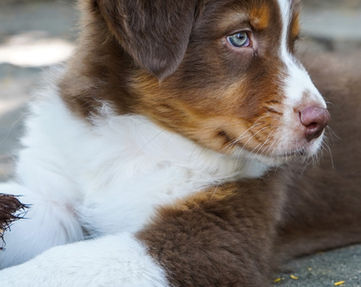 Red tri colour Australian Shepherd puppy in Brisbane Queensland