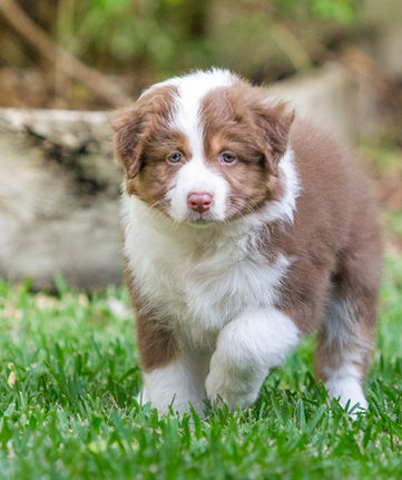 Red tri colour Australian Shepherd puppy