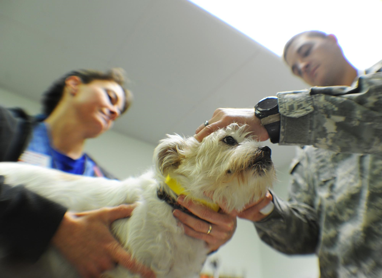Prevent Dogs with Flea Shampoo