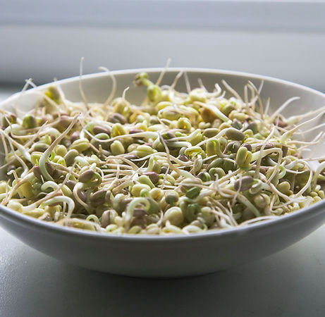Bowl of Grains