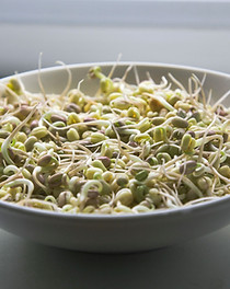 Bowl of Grains