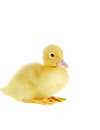 realduckwithtransparentbackground.png