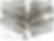 Hualalai Fern Background.png