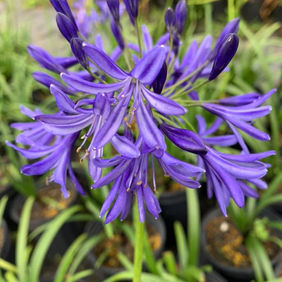 Agapanthus African Lily