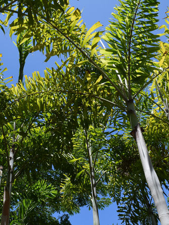 View of multiple Fox Tail Palms from underneath the plant.