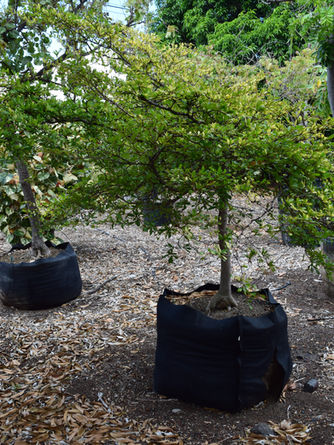 Small tropical tree at a plant nursery in Kona, Hawaii.