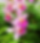 A group of bright colorful orchids at the forefront are backdropped by green foliage.