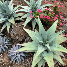 Agave guingola ‘Platinum’ arrangement