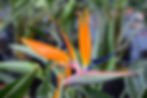 A close up image of Bird of Paradise at Joe Roderick Hawaiian Landscapes.
