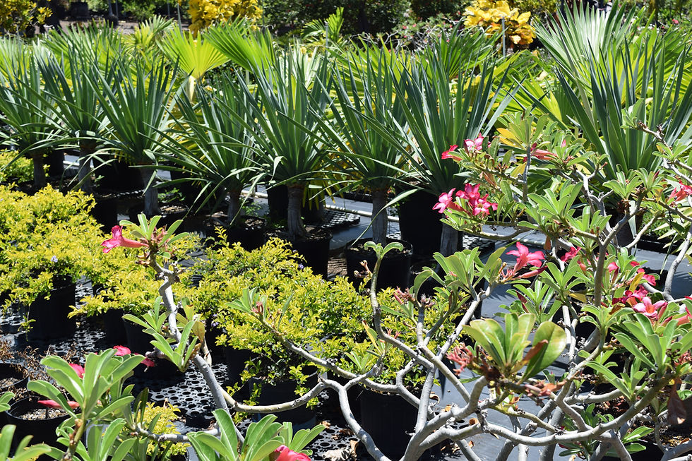 About | Joe Roderick Hawaiian Landscapes Inc. | Landscaping Services ...