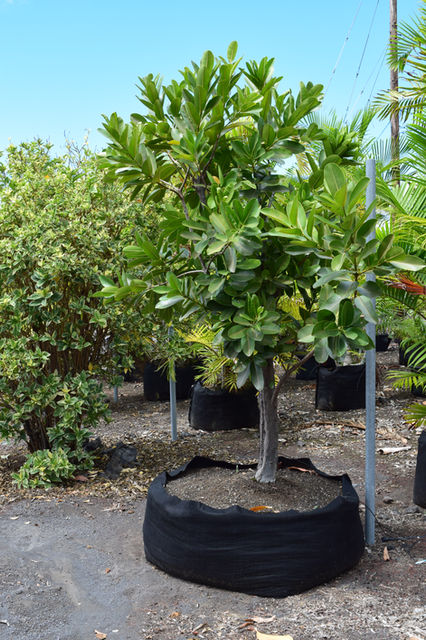 Small tropical tree at a plant nursery in Kona, Hawaii.