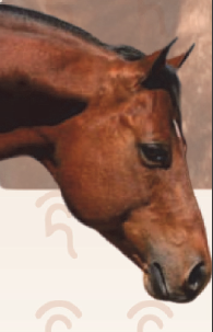 2025-03-14 11_51_28-REINING-SKIPSDEVILDOGAPOLO.pdf - Adobe Acrobat Pro 2020.png