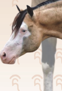 2025-03-14 11_20_33-REINING-IMAJAZZYGUNNER.pdf - Adobe Acrobat Pro 2020.png