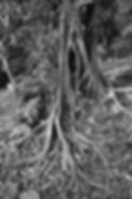 Racine de Fromager, ABidjan