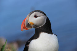 Borgarfjörður Eystri