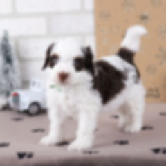 Freddie