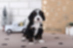 Thumbnail: Aster RESERVED