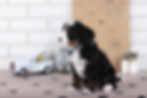 Thumbnail: Teddy RESERVED
