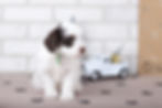 Thumbnail: Freddie