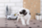 Thumbnail: Freddie